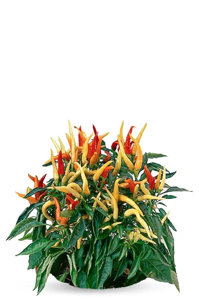 Graines de piment Medusa