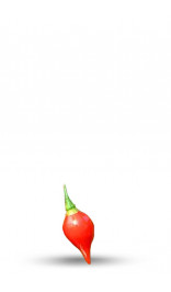 Graines de piment Biquinho Rouge