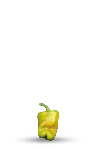 Graine de piment Cajun Belle