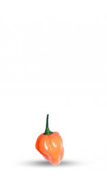Graines de piment Habanero Burning Bush