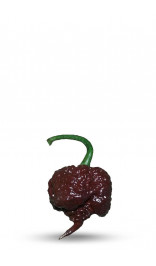 Chocolate Carolina Reaper Pepper Seeds