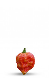 graines de piment infinity