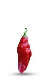 Piment naga jolokia frais - 250 gr