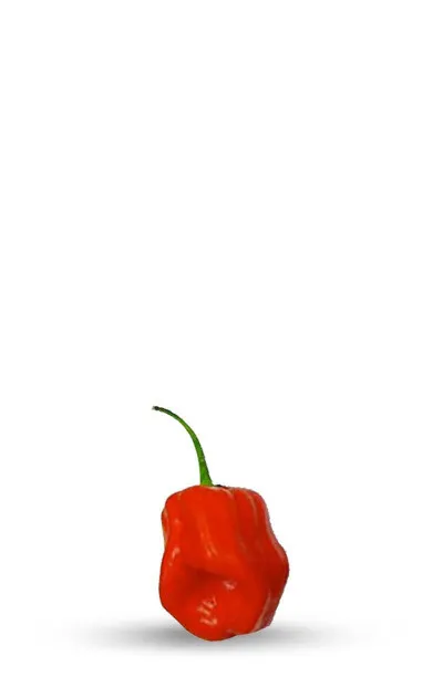 habanero primero red F1 seeds