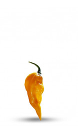 fatali pink pepper seeds