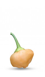 Graine de piment Peachadew
