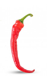 Graines de piment Cow Horn