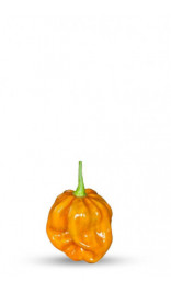 graine de piment habanero moutarde