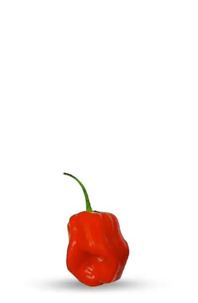 graine de piment habanero yucatan