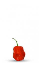 graine de piment habanero yucatan