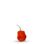 graine de piment habanero yucatan