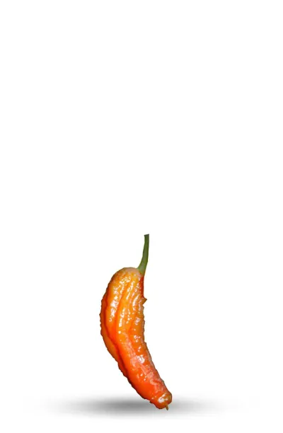 graine de piment naga morich - piment extrême