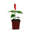 copy of Plant piment le plus cher du monde Aji Charapita