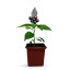 Plant de piment Black Pearl