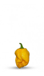 graine de piment trinidad 7 pod jaune