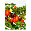Graines de piments Habanero Bolivian