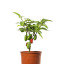 Graines de piment Jalapeno Mammouth