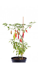 Graines de piment Aji Rico