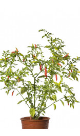 Graines de piment Bio Aji Duke