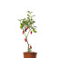 Graines de piment Jalapeno Felicity