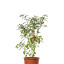 graines de piment jalapeno violet | jalapeno purple