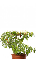 Graines de piment Aji Omnicolour