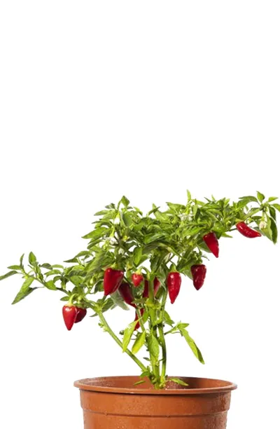 Graines de Piment Santa Fe Grande