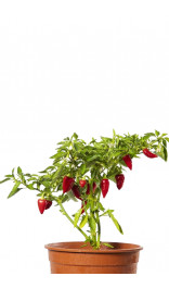 Graines de Piment Santa Fe Grande