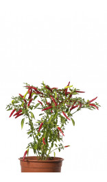 graine de piment thai hot