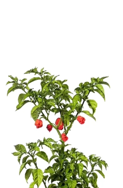 7 pot red chili seeds