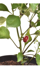 graines de piment Balito
