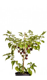 Graines de Trinidad Moruga Scorpion Chocolat - BIO