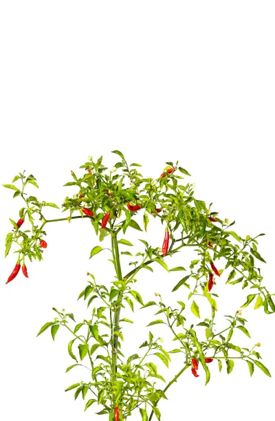 Graines de piment Aji Huanuco