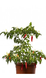 Graines de piment Aji Challuaruro