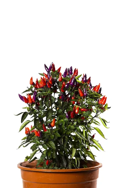 Graines de piment Explosive Ember