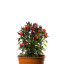 Graines de piment Explosive Ember