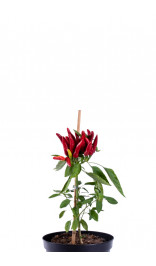 Graines de piment Karkula