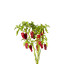 Graines de piment Krateos