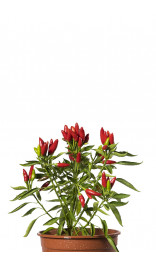 Graines de piment Kusburnu