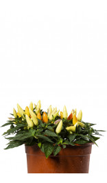 Graines de piment Maya Acapulco
