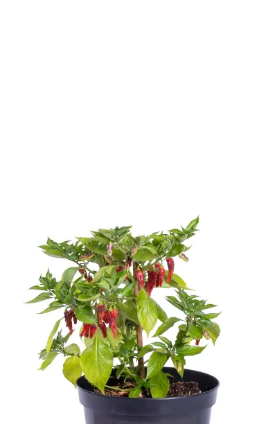 Graines de piment Misucho Colorado - Bio
