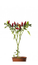 Graines de piment Naso di Cane