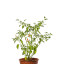 Graines de piment Peruvian Pointer - Bio
