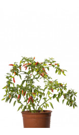 Graines de piment Red Tip