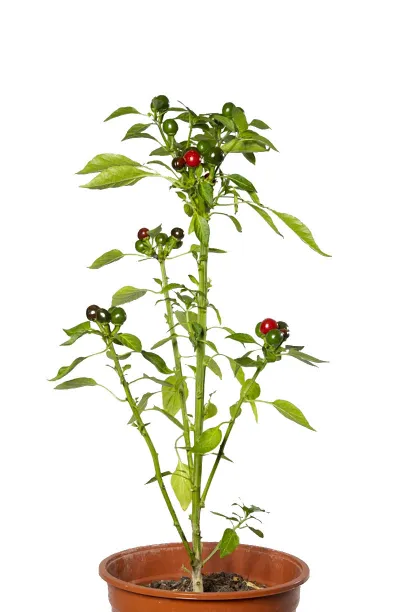 Graines de piment Riviera - Bio
