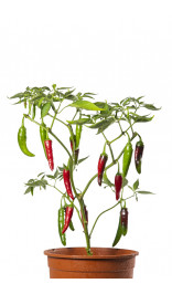 Graines de piment Jalapa