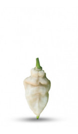 graines de piment bhut jolokia blanc