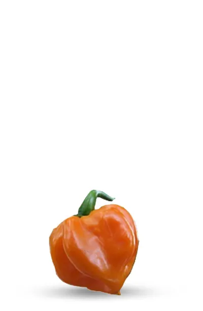 graines de piment habanero big sun