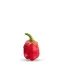 Graines de piment 7 pod bubblegum