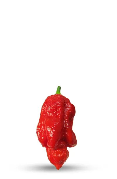 Graines de piment 7 Pod Barrackpore